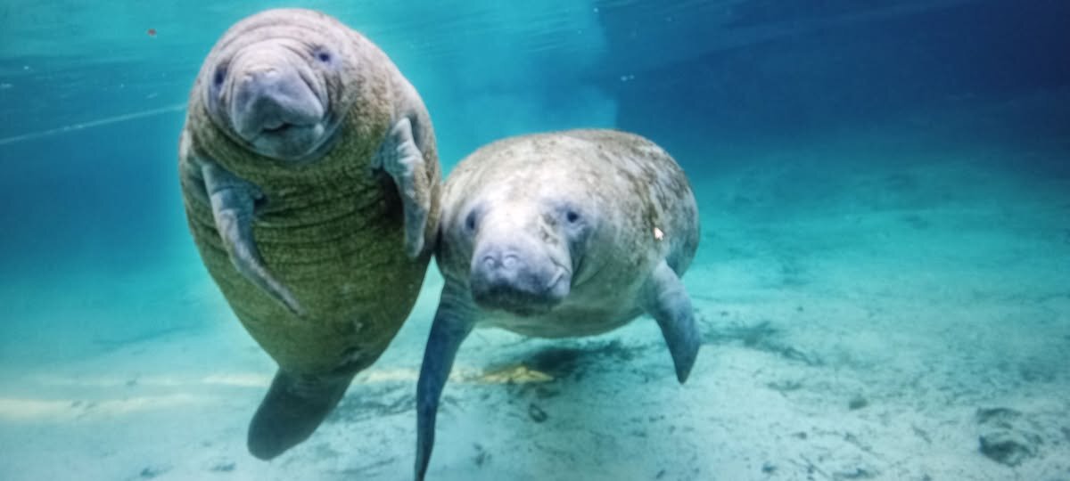 Нырнул , а там эти - двое ! - Валерий Кокорев Нырнул , а там эти - двое ! - Валерий Кокорев