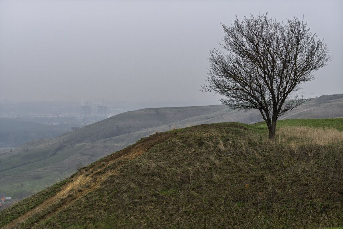 Абрикос, обдуваемый всеми ветрами - Игорь Сикорский