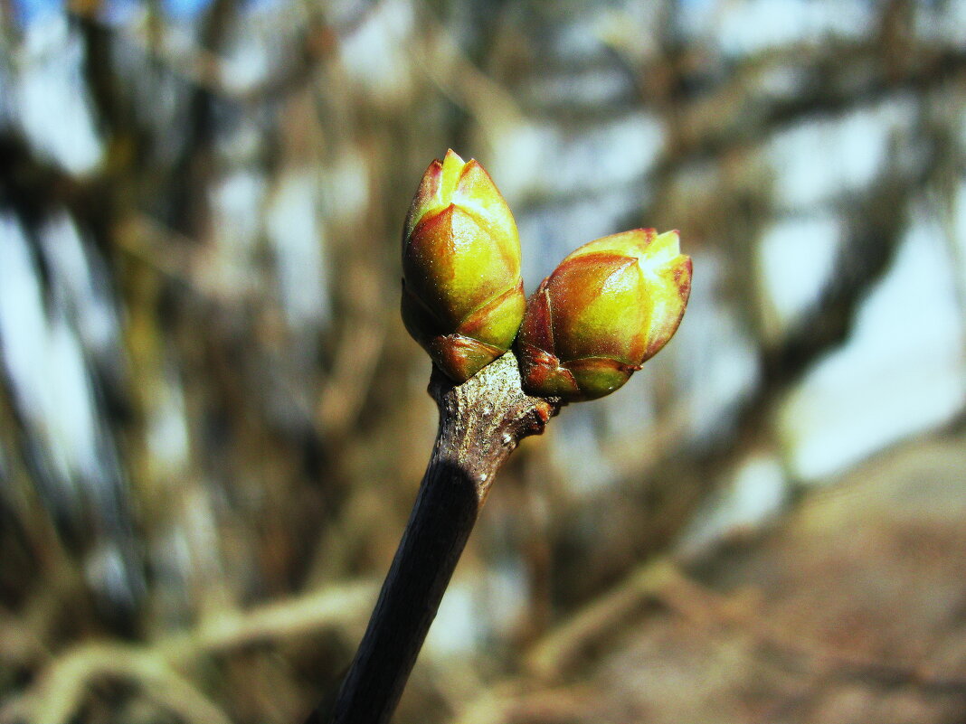 Набухли почки у сирени - Людмила Смородинская