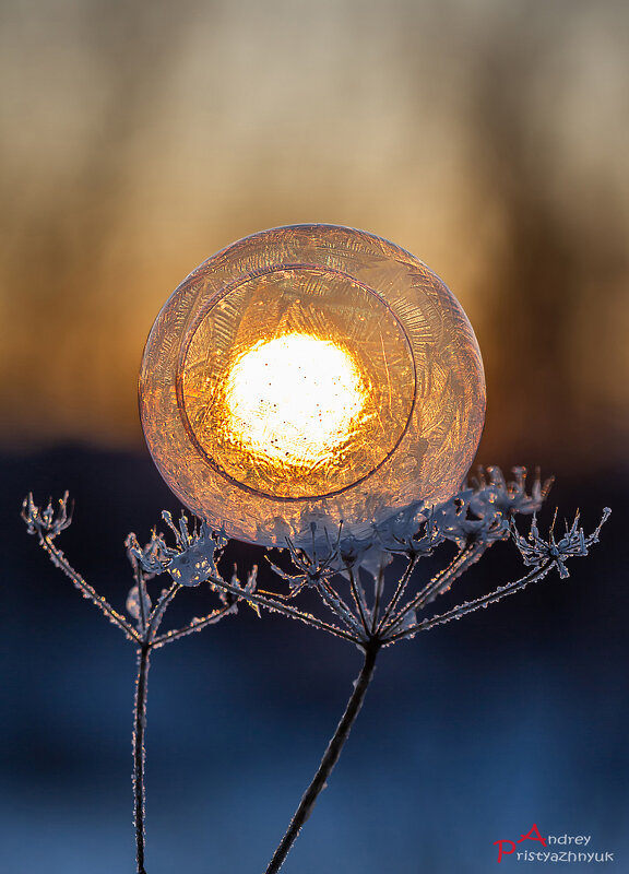 Шарик - Андрей Пристяжнюк
