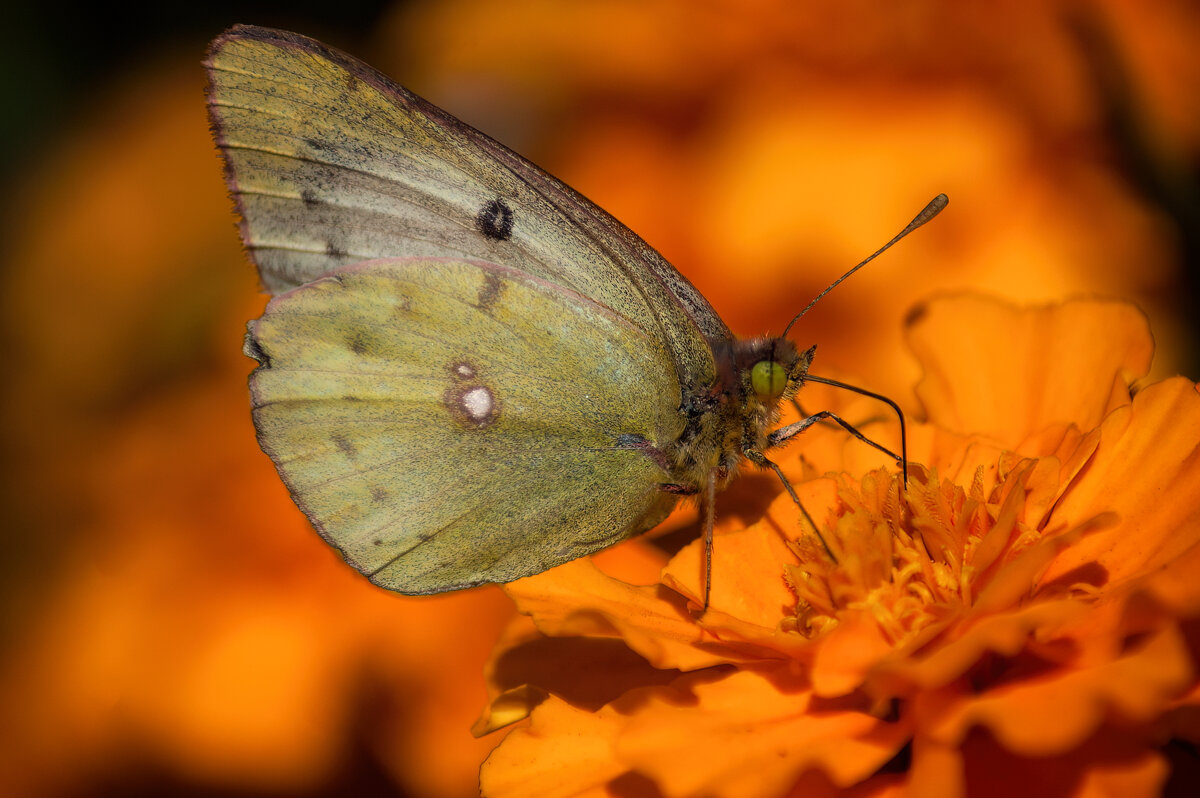 *   *   * - Уже не важно ...