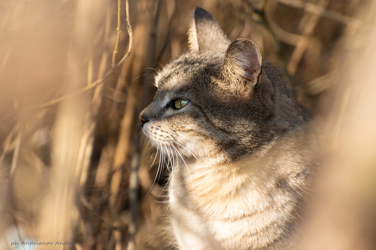 Спрятался... - Андрей Андрианов