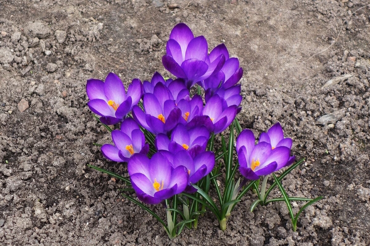 Крокусы - Рита Симонова