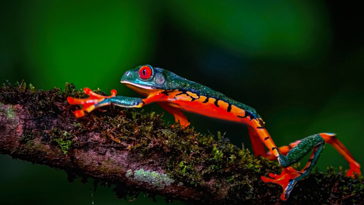 Древесная лягушка. - Aleksey Afonin