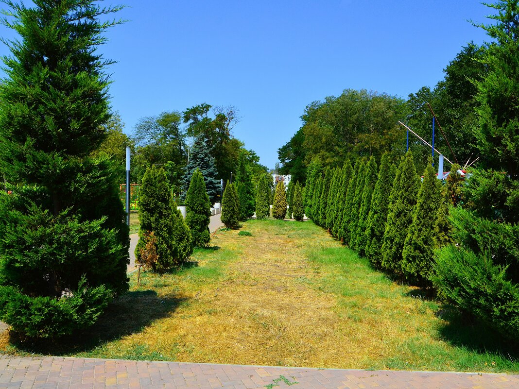 Керчь. Туи в Комсомольском парке. - Пётр Чернега