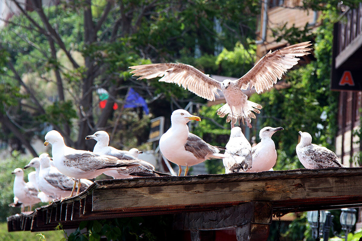 Чайкодром - Сергей Сомихин
