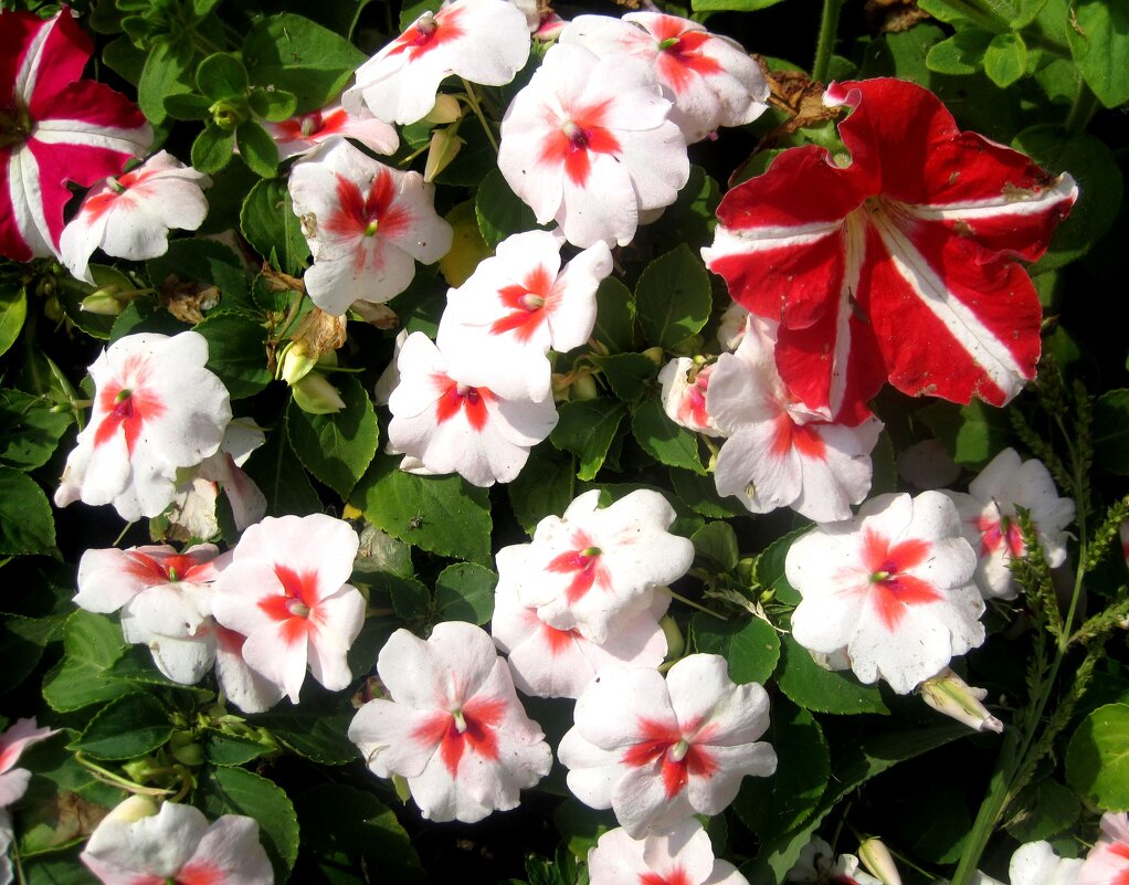 Летние - Елена Семигина