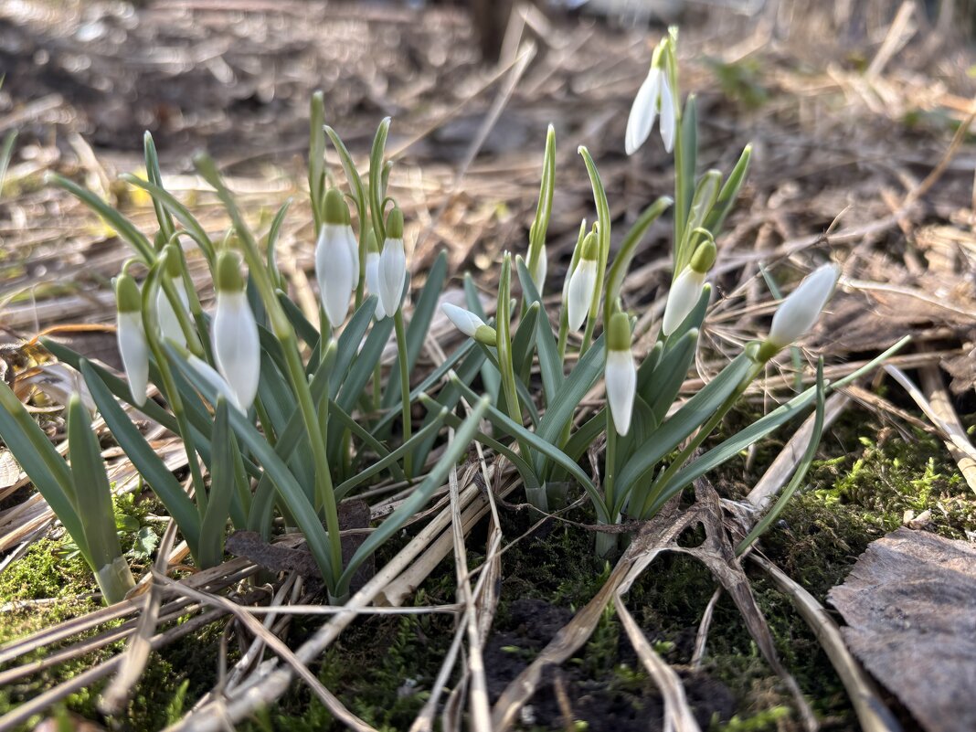 Подснежники - Ольга Савельева 