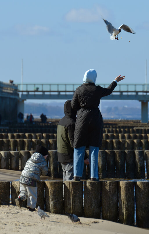 Кормление чаек. - Константин Белоногов