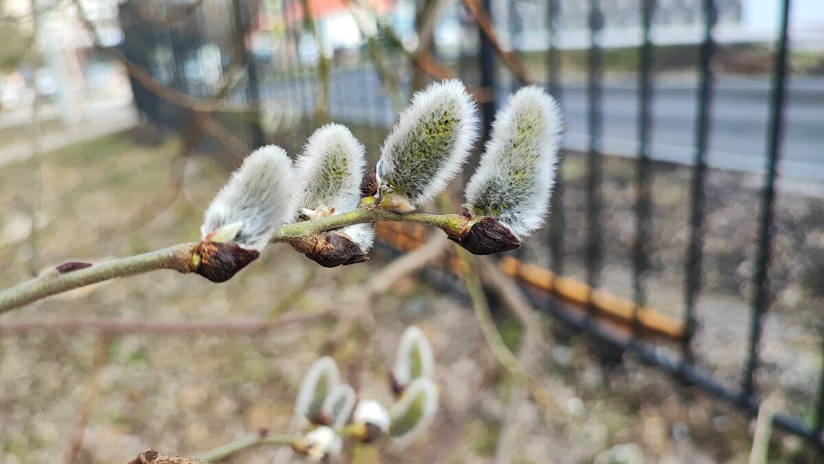 ,,, - Сергей Тимоновский