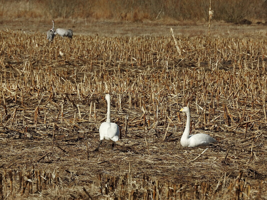 прилетели журавли и лебедь-кликун - ИННА ПОРОХОВА прилетели журавли и лебедь-кликун - ИННА ПОРОХОВА