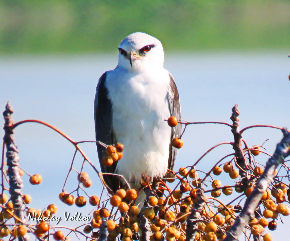 Чернокрылый дымчатый коршун - Николай Волков