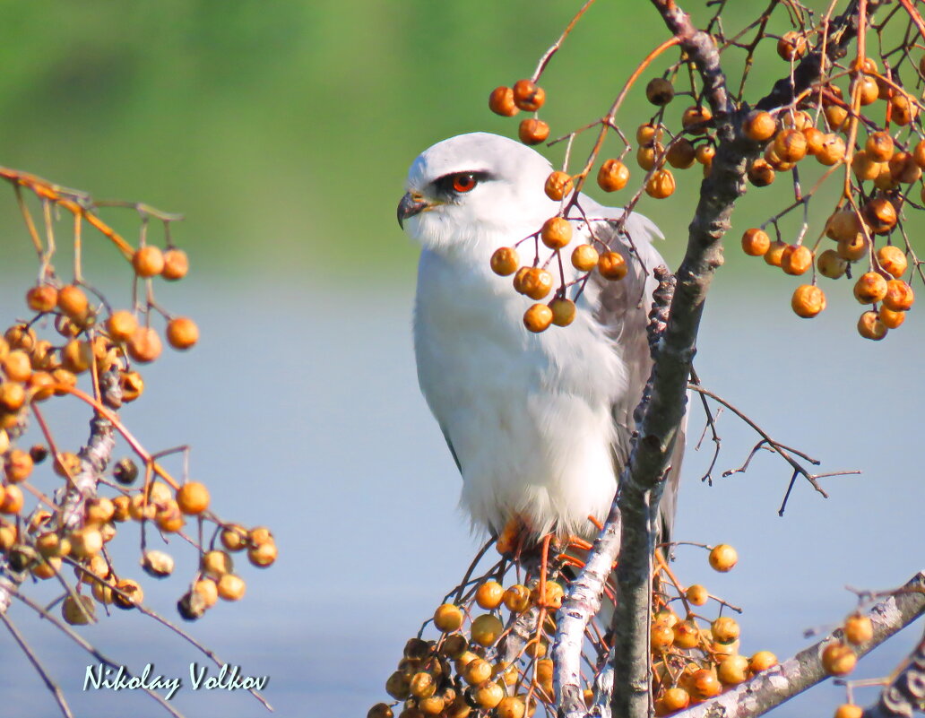Чернокрылый дымчатый коршун - Николай Волков