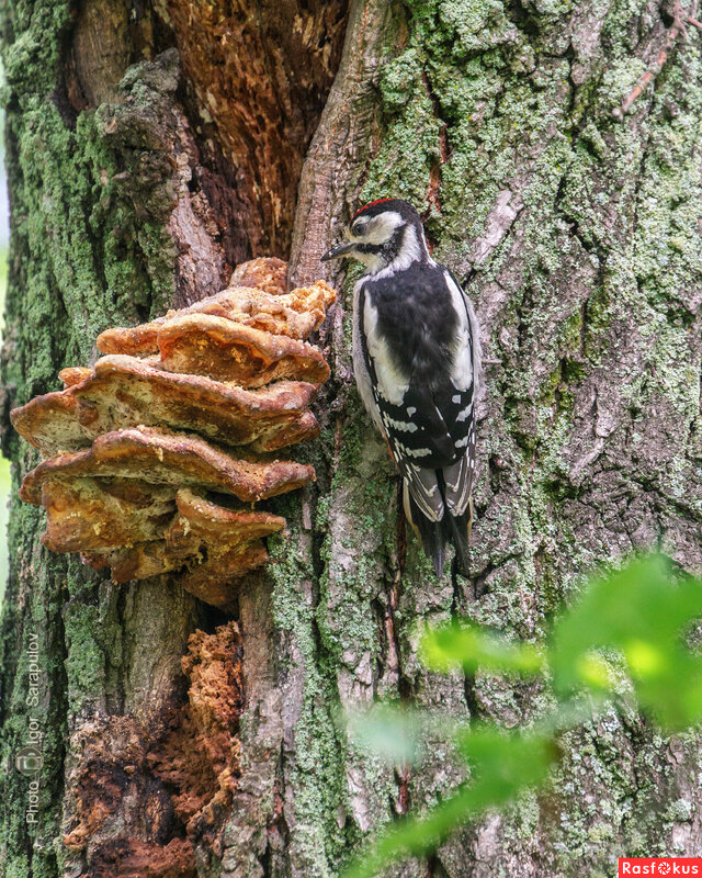 Пёстрый дятел и трутовик - Игорь Сарапулов