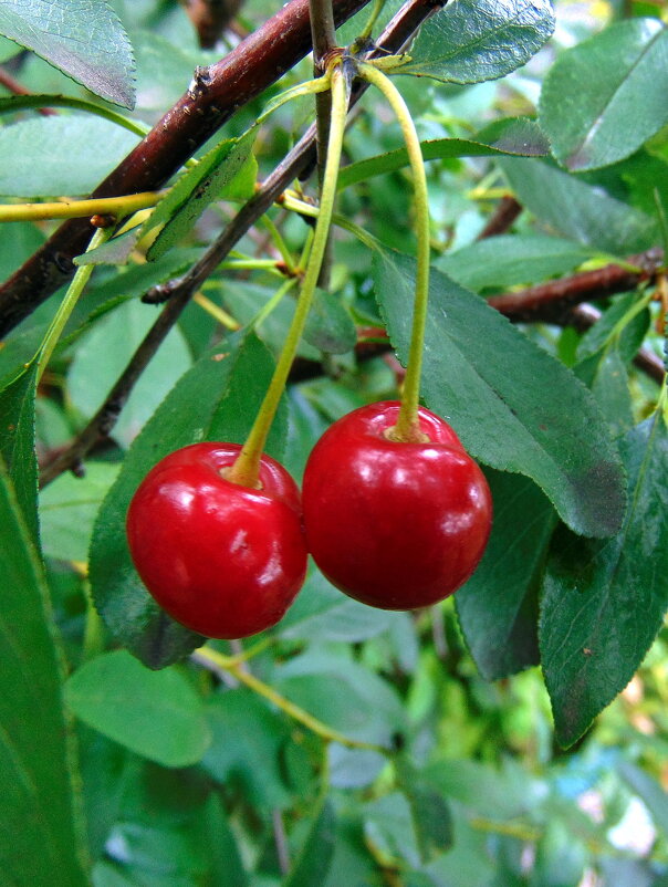 Вишенки. - nadyasilyuk Вознюк