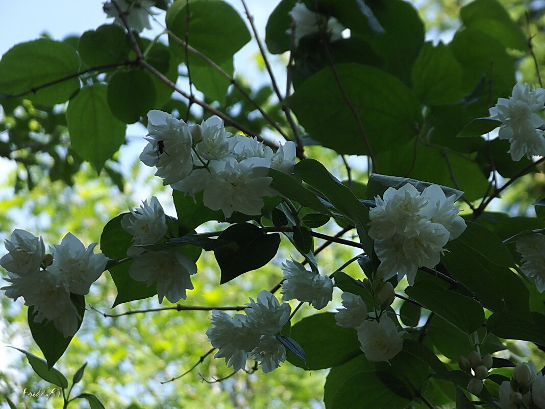 Жасмин - Freddy 97