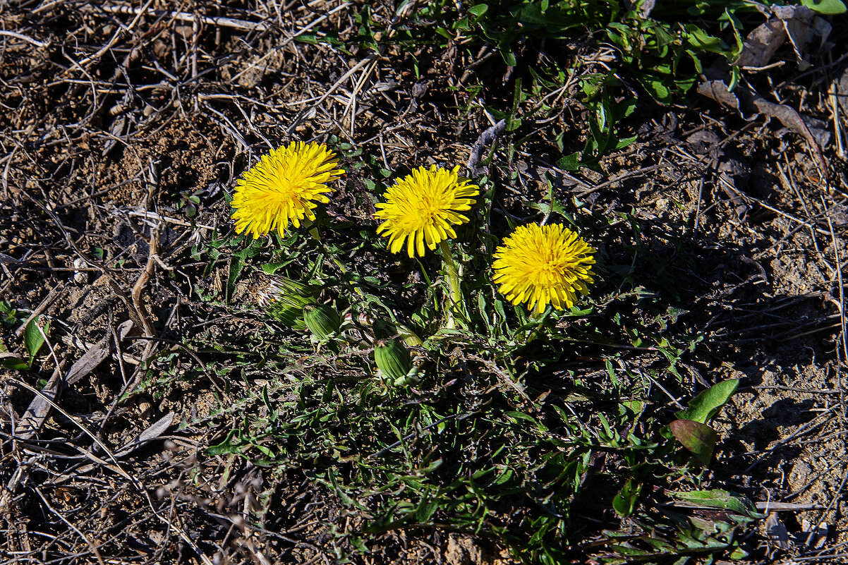 Одуванчики - Анатолий Чикчирный
