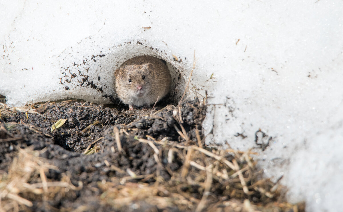 Про весну и мышку. - Владимир Безбородов Про весну и мышку. - Владимир Безбородов