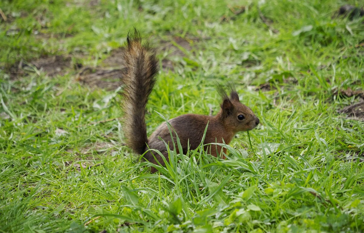 ... - Магомед .