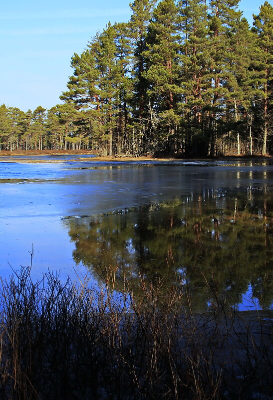 Весна в лесу .. - Татьян@ Ивановна