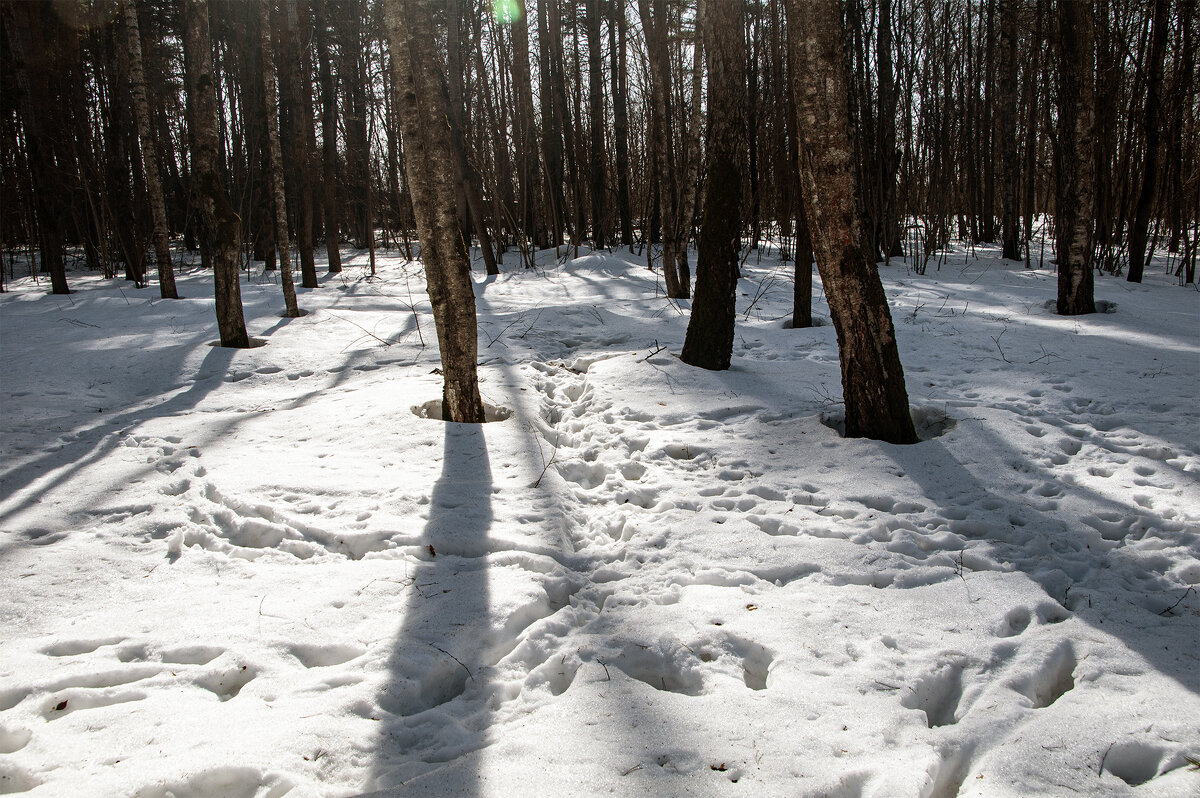 Весна в парке Малевича.. - Юрий Яньков
