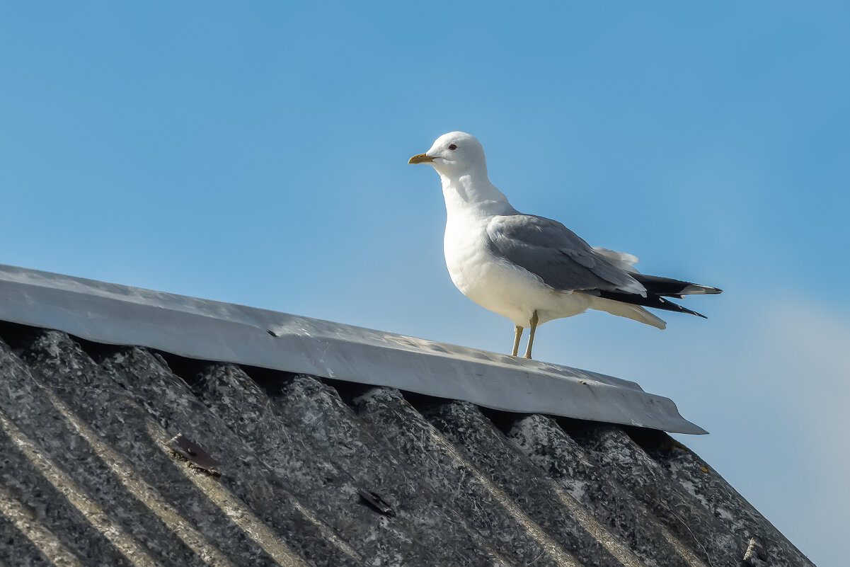 Утреннее - Владимир Колесников