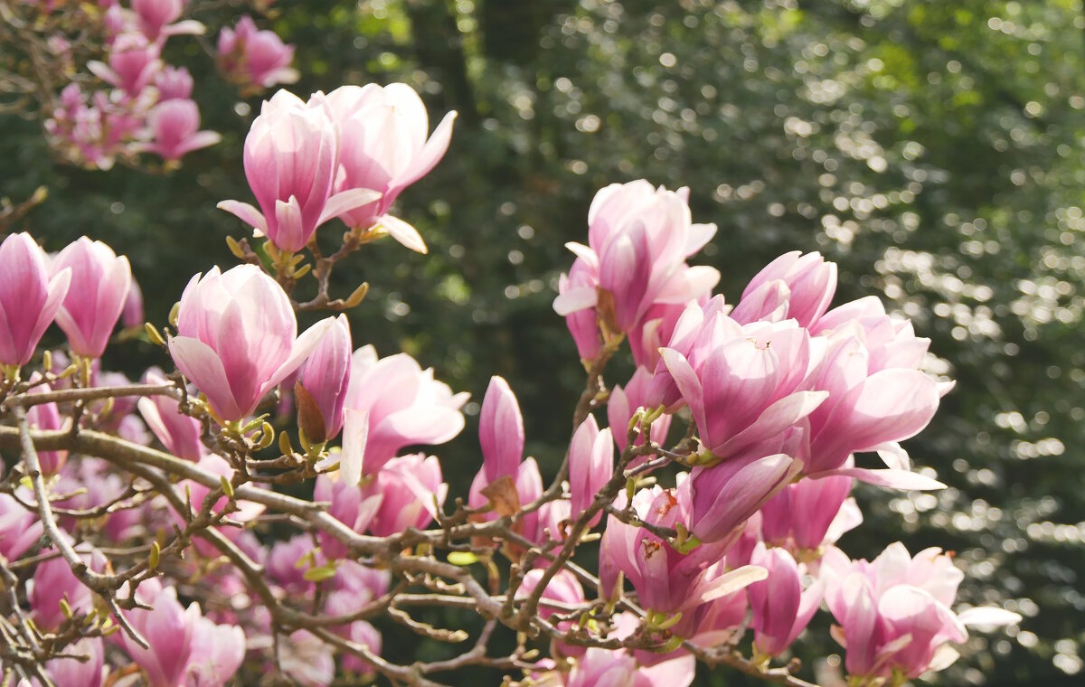 В краю магнолий... - Alexey YakovLev