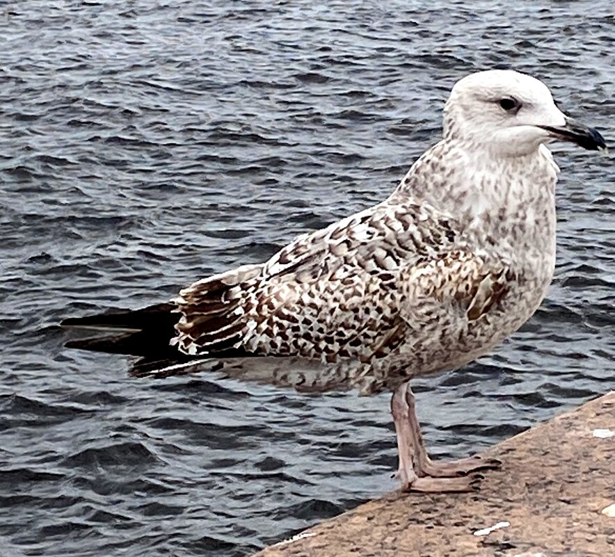 Пернатые Питера - Savayr 