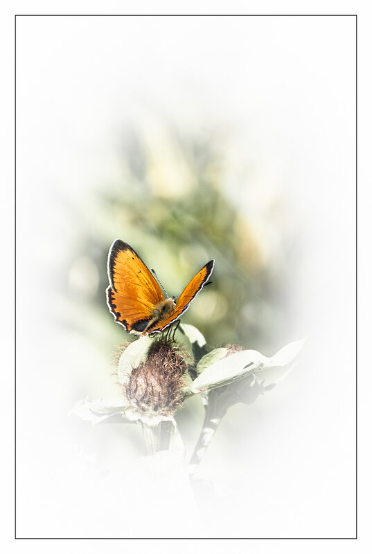 *  *  * - Андрей Бобин