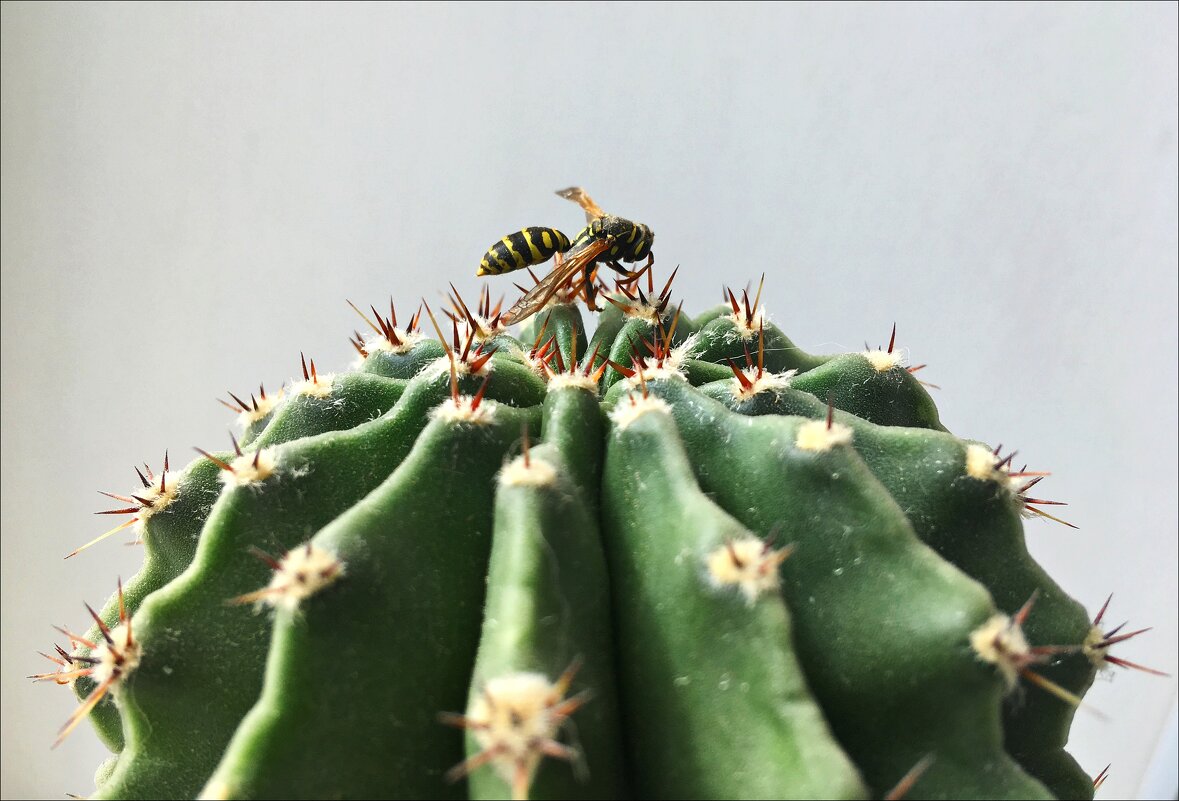 Пчёлка или оса?! - Надежда 