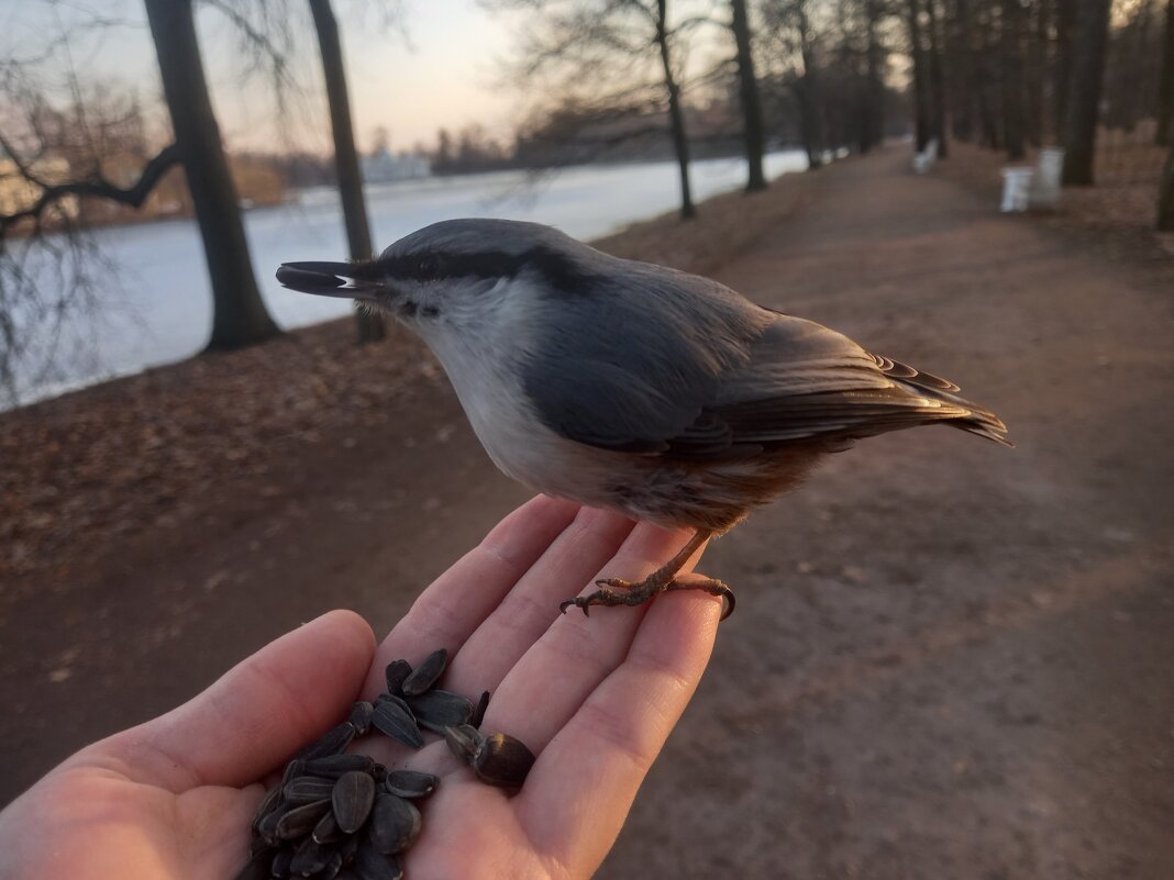 Орешник - Сапсан 