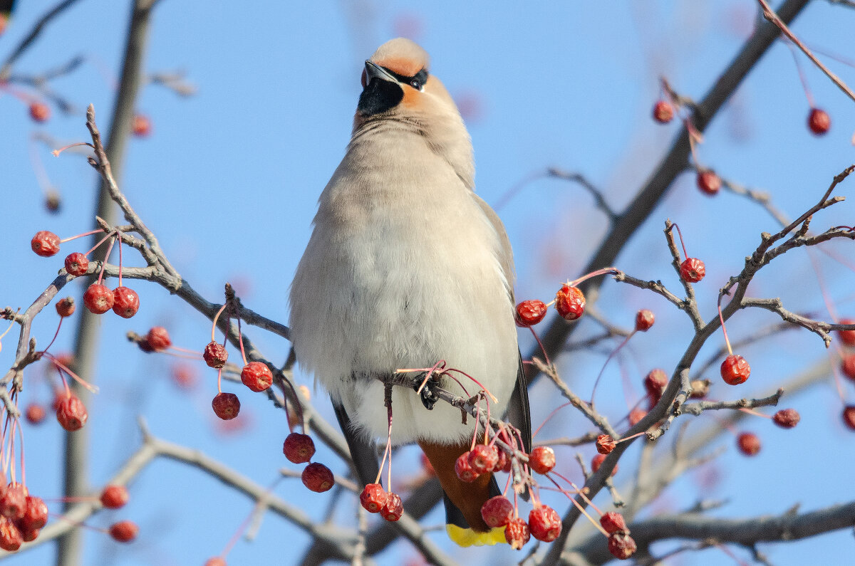 Свиристель - Виктор Иванович Чернюк