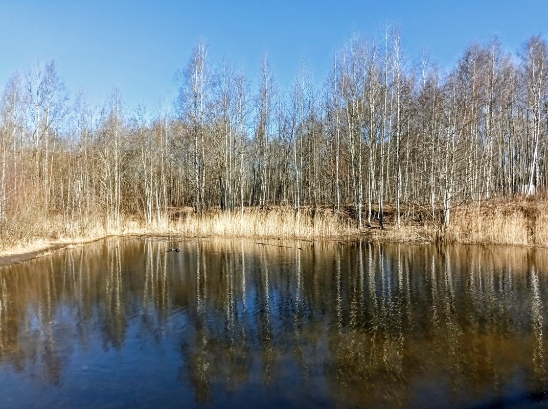 Пруд в парке - Veera V