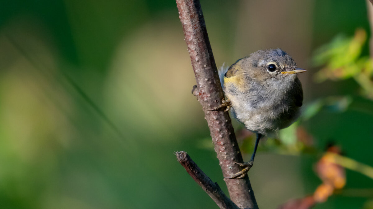 Привет!) - Владимир Лазарев