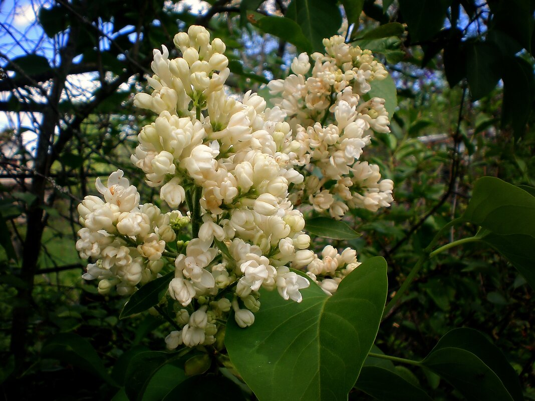 Весна - Роман Савоцкий