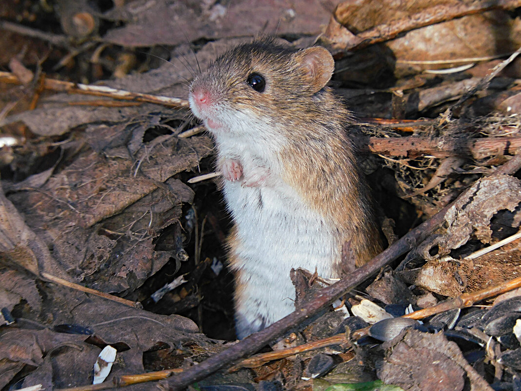 Полевая мышь - Лина Полевая мышь - Лина