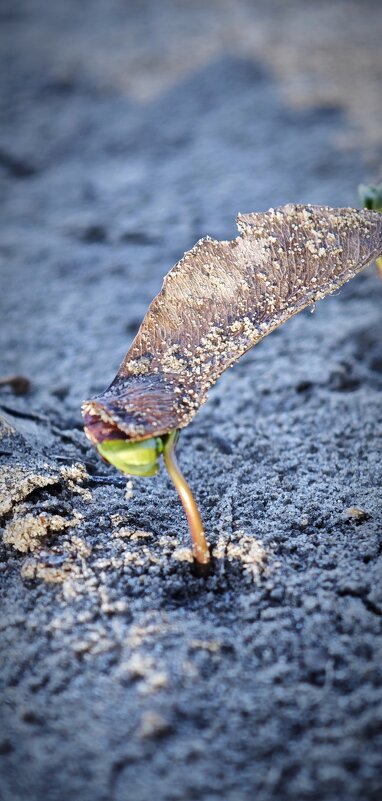Росток из семечка - Наталия 