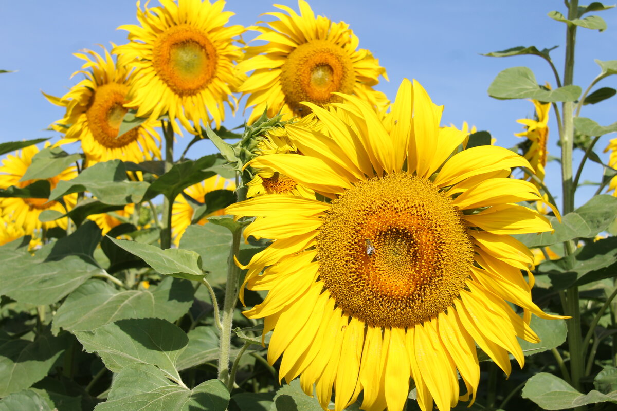 СОЛНЕЧНЫЕ ПОДСОЛНУХИ - Валентина 