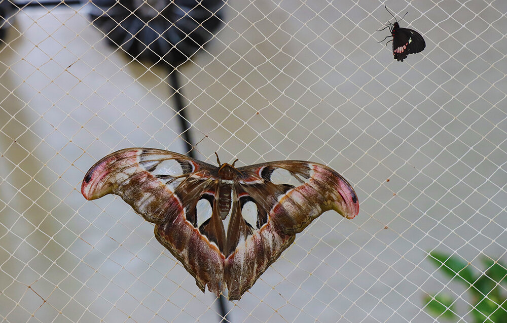 В парке бабочек - Галина Ильясова В парке бабочек - Галина Ильясова