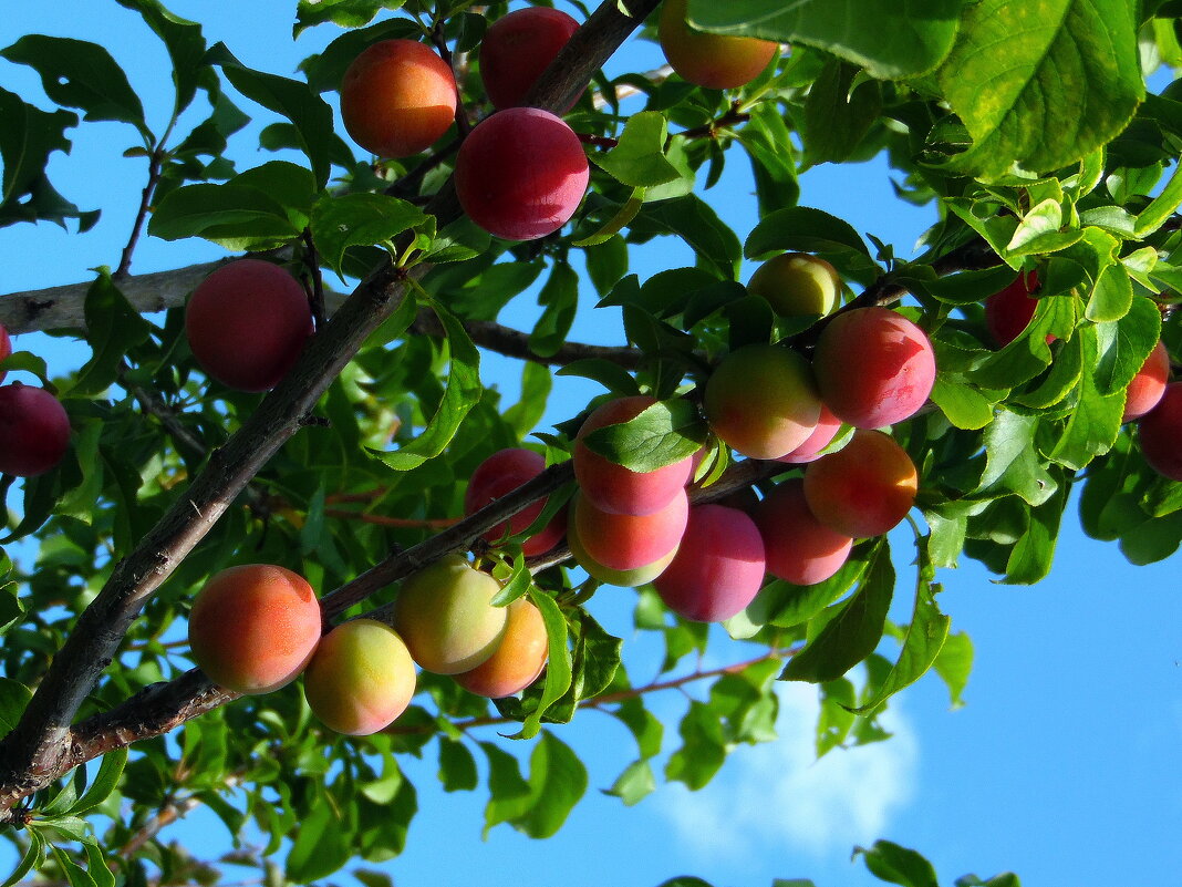 Сибирские сливы. - nadyasilyuk Вознюк