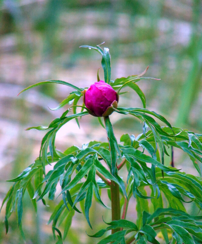 Бутон пиона. - nadyasilyuk Вознюк