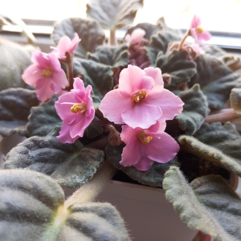 Фиалка - Елена Семигина