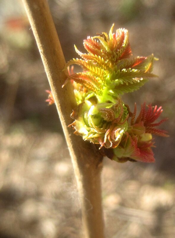Новая жизнь - Елена Семигина