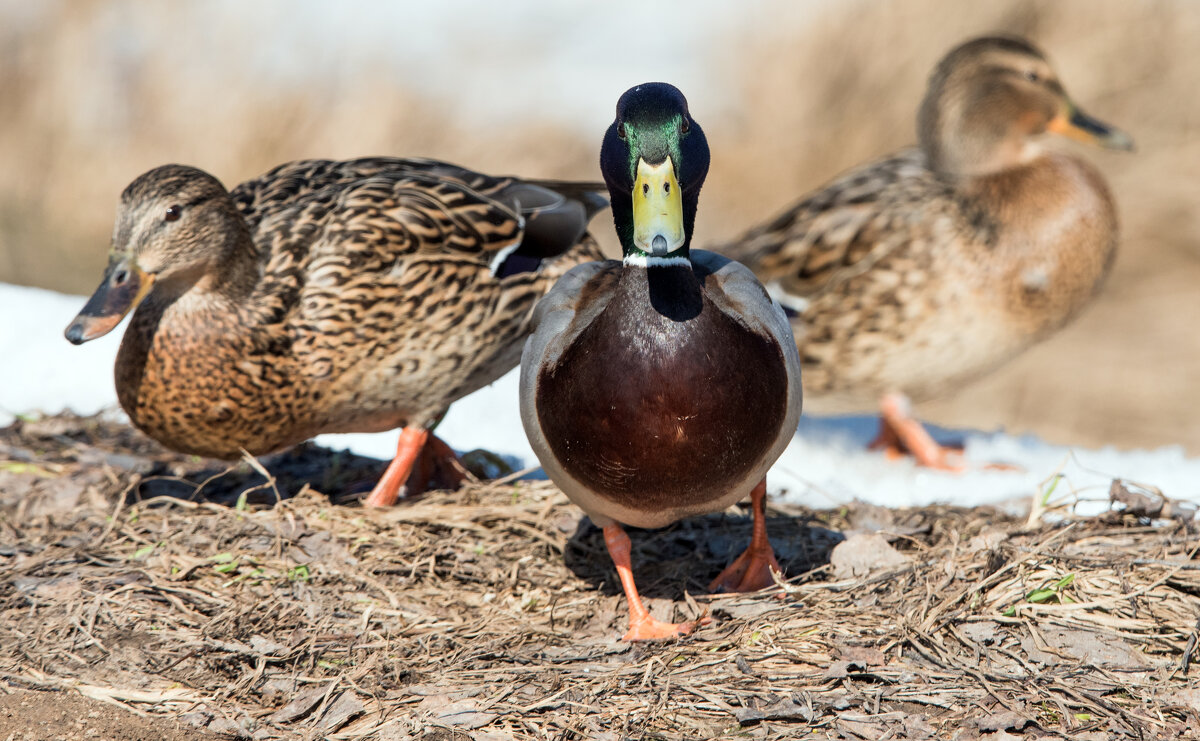 "Если б я был султан, я б имел трех жен..." - Владимир Безбородов