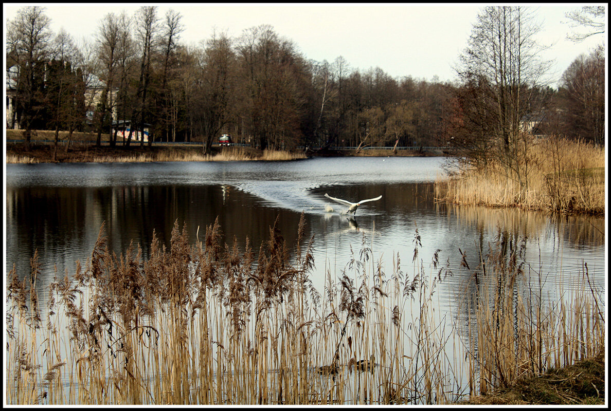 На озере - Aleksandr Gal