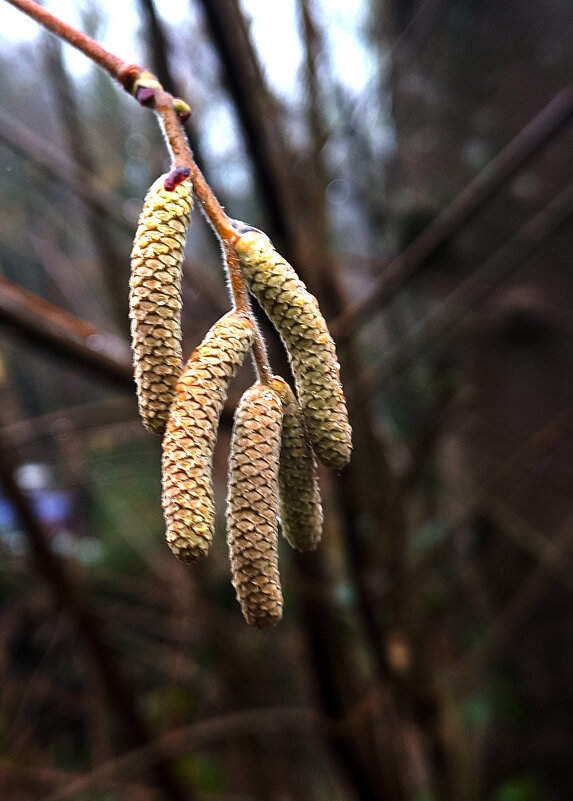 Весна в Шварцвальде - Сергей Порфирьев