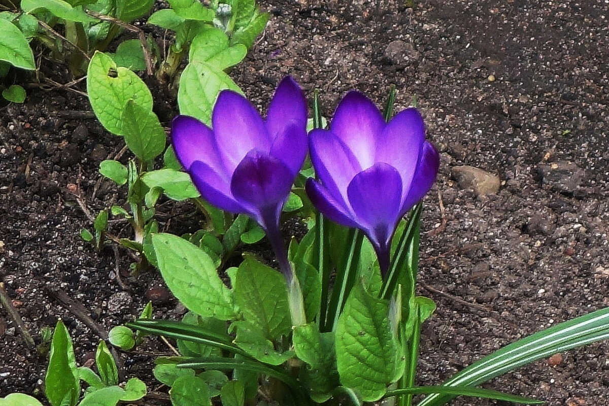 Крокусы - Рита Симонова