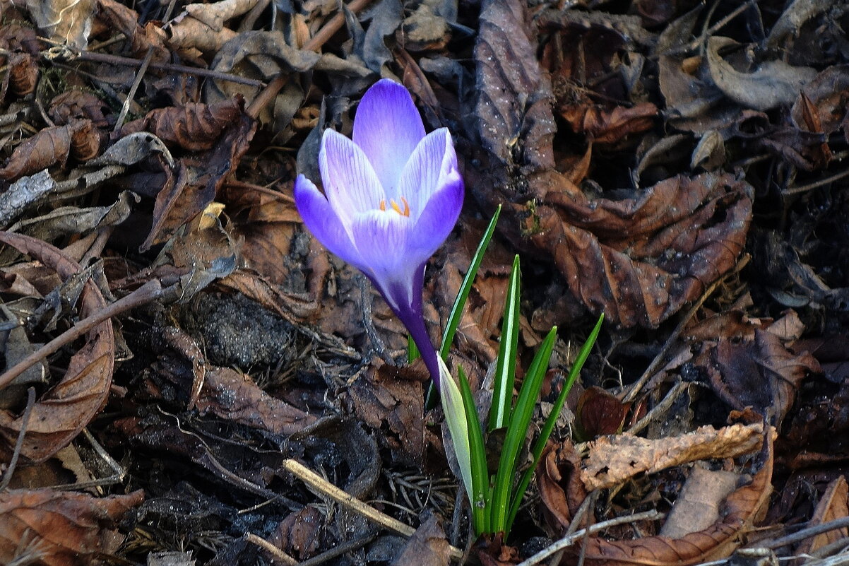 Крокусы - Рита Симонова