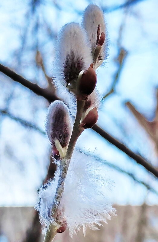 ПЫШНОЕ ПУШНОЕ - Юрий Вовк