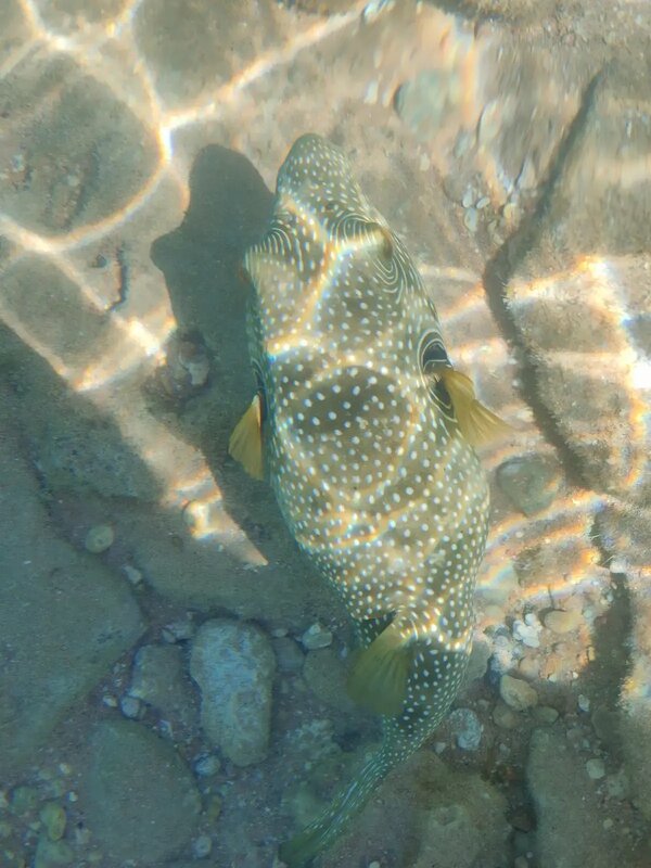 Рыба семейства иглобрюхих - Ирэн 